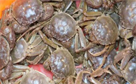 河蟹能吃什么