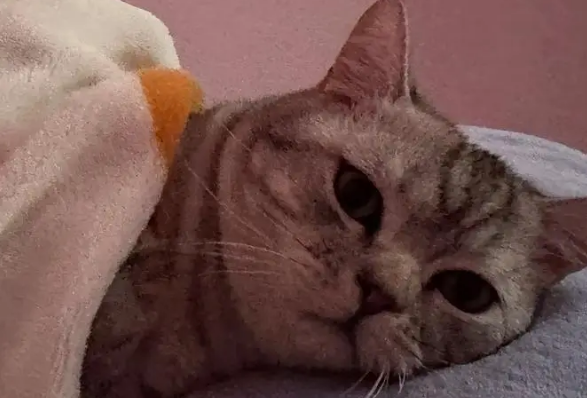 猫会来大姨妈流血吗