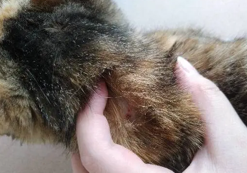 猫咪脖子后面有一块硬硬的东西怎么回事