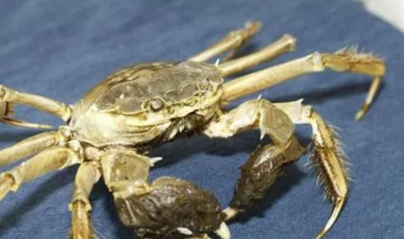 海边如何找到螃蟹