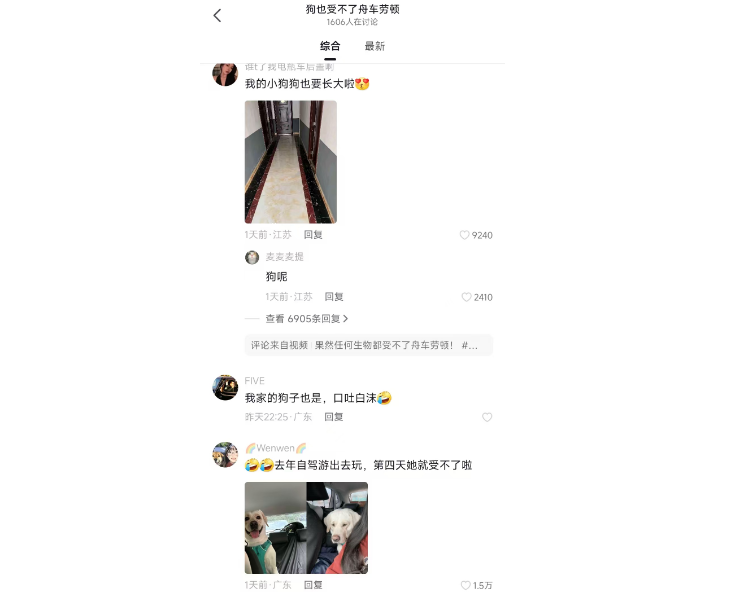 宠物也需旅途关怀：狗狗舟车劳顿显疲态