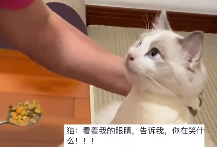 猫猫：姥别喂了