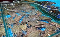 河蟹属于海鲜类吗