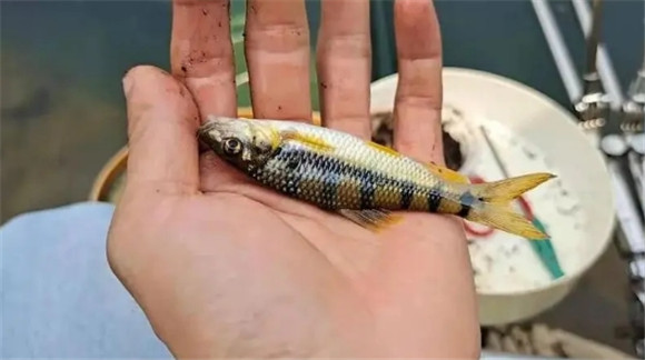 珍珠石斑鱼苗多少钱一尾