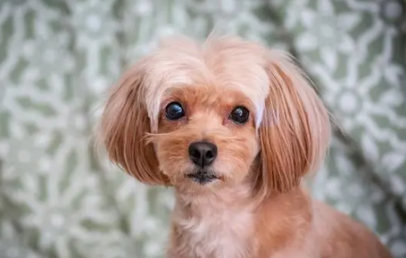 泰迪犬的七大秘密，很多人还不知道