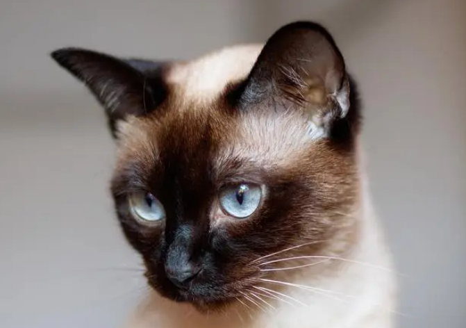想买只暹罗猫该怎么选? 想买只暹罗猫该怎么选?