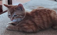 4个月的猫6斤正常吗