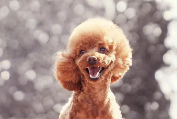 泰迪犬的七大秘密，很多人还不知道