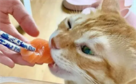 缓解猫咪掉毛的食物