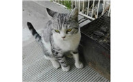 别人家的猫进家好不好