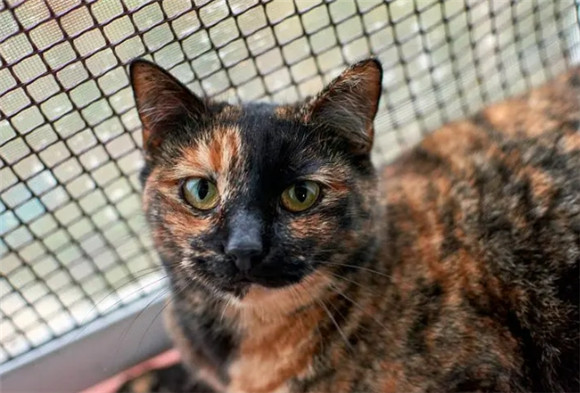 玳瑁猫,外貌不凡,优点众多的猫咪之选! 玳瑁猫,外貌不凡,优点众多的猫咪之选!