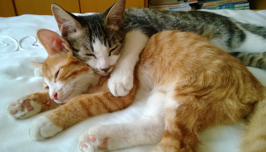 不让猫睡床上会记仇吗
