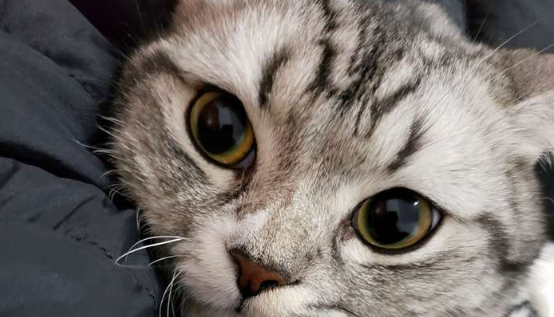 成猫是几个月