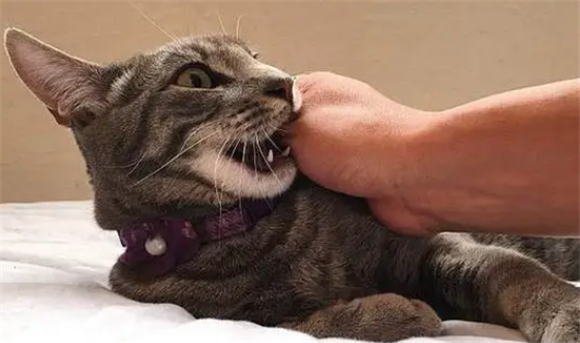 被自己家猫给咬出血