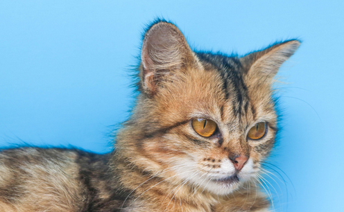医院检验科疑现宠物猫?卫健委回应:正在查处当中 医院检验科疑现宠物猫?卫健委回应:正在查处当中