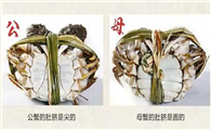 公螃蟹还是母螃蟹蟹黄多