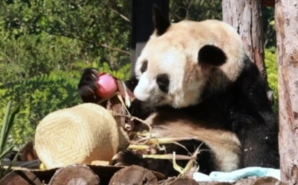 丫丫从筐里掏出小苹果,这一幕太萌啦!