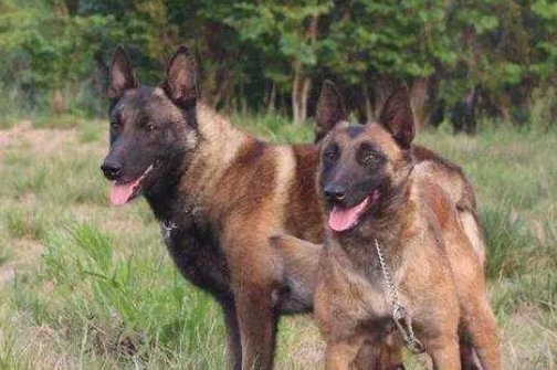 为什么饲养马犬的人很少,因为这几点很少有人接受 为什么饲养马犬的人很少,因为这几点很少有人接受