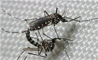 为什么头上有蚊子飞
