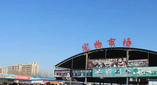 北京宠物市场在哪 买猫