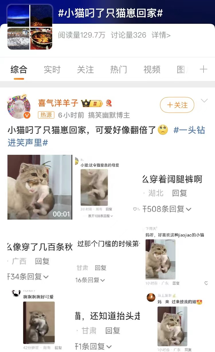 小猫叼回猫崽，温情一幕引发热议