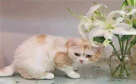 百合对猫有毒吗