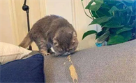 哺乳期母猫突然呕吐不进食