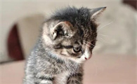 宠物猫吐白沫是什么原因