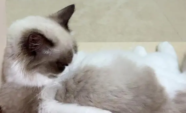 老人家养猫吉不吉利 老人家养猫吉不吉利