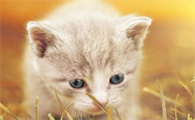 猫咪太瘦吃什么增肥