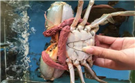 肉蟹如何保存活