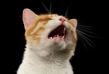 半夜听到猫叫是什么征兆