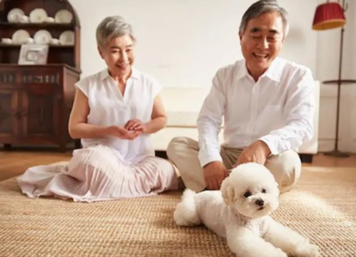 养狗可以预防老人抑郁症吗