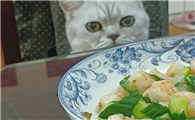 猫咪可以吃水煮虾仁吗
