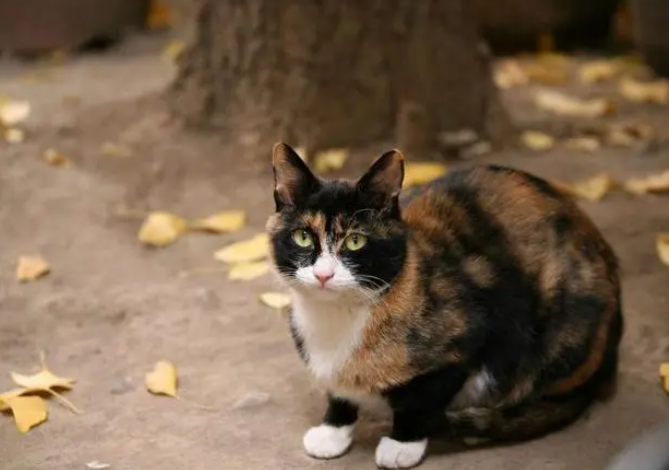 弃养率最高的玳瑁猫,是不是真的一无是处? 弃养率最高的玳瑁猫,是不是真的一无是处?