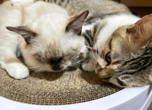 孤寡老人养猫可以吗