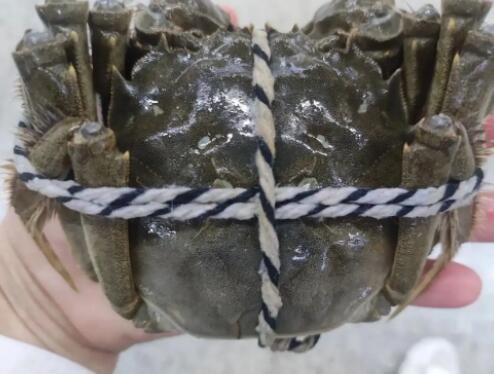 大闸蟹是寒性还是热性 大闸蟹是寒性还是热性