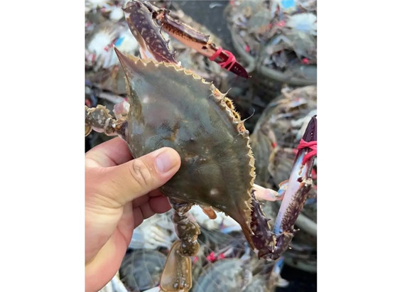 飞蟹为什么叫飞蟹