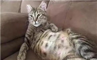 母猫怀孕什么时候有乳汁