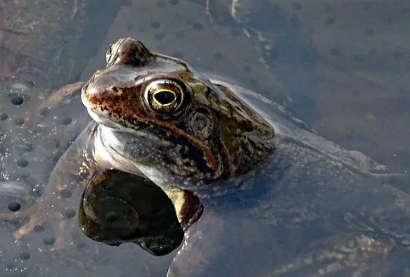 青蛙产卵月份 青蛙产卵月份