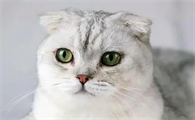 斑布猫真的存在吗