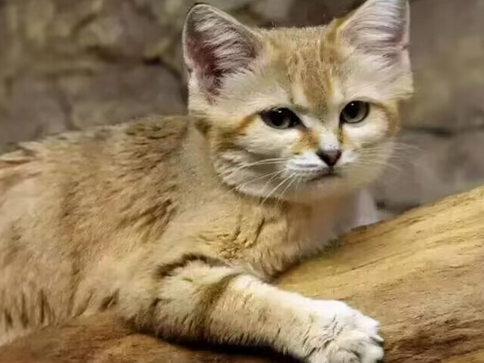 被猫抓了一下轻微破皮怎么消毒 被猫抓了一下轻微破皮怎么消毒