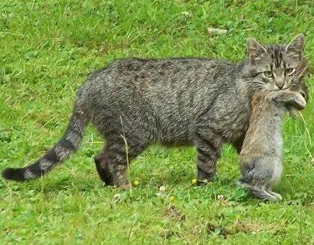 宠物猫野外能生存吗