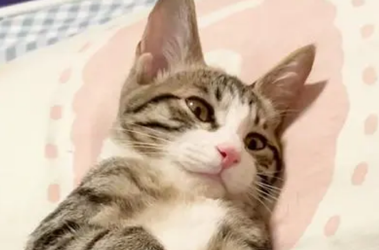 被猫盯着看民间说法