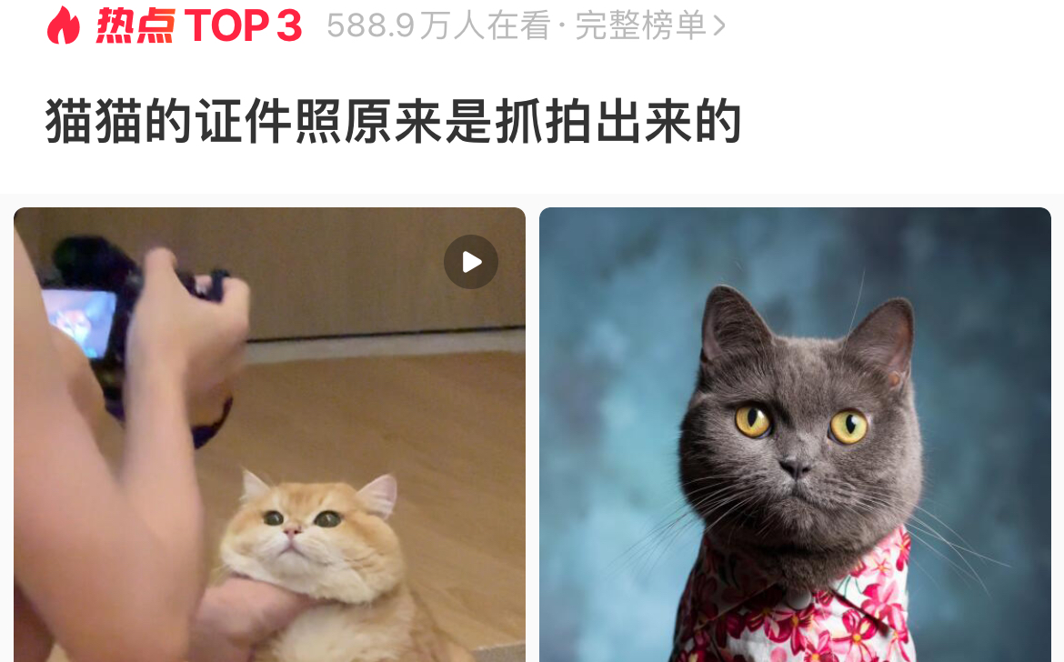 原来如此，猫猫的证件照原来是“抓”拍出来的！