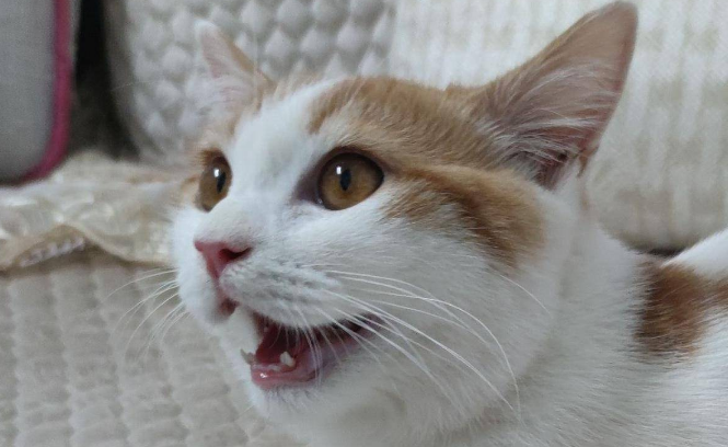 哺乳期母猫一直张嘴喘气