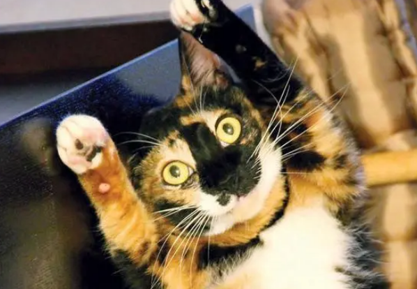 玳瑁猫送人都被拒绝,看完这篇保证让你爱上它 玳瑁猫送人都被拒绝,看完这篇保证让你爱上它