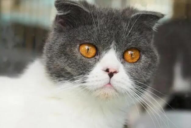 来大姨妈猫会闻到吗 来大姨妈猫会闻到吗