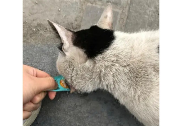 宠物猫丢了找回来的巧方法 宠物猫丢了找回来的巧方法