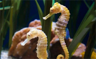 海龙海马的价格多少钱一克
